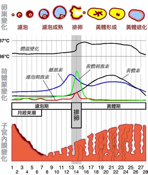 人類會發情嗎|發情期:簡介,接納異性,成熟,周期,多次發情周期,一年一胎,與成活率。